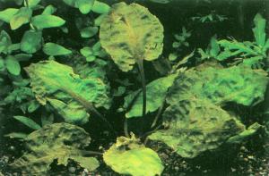 Cryptocoryne fusca